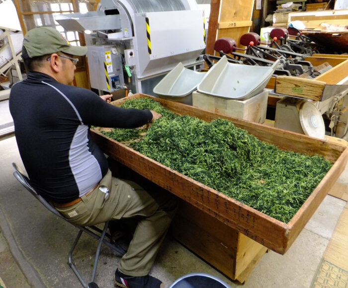 小堀遠州流青年部勉強会で山政小山園の茶葉選別